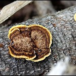 Tronc colonisé par des champignons. מתנחלת